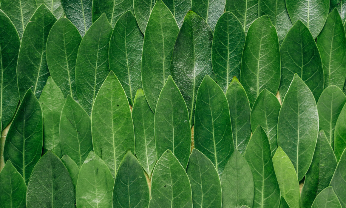 A uniform arrangement of overlapping green leaves, symbolizing unity, integration, and the interconnected nature of holistic care.