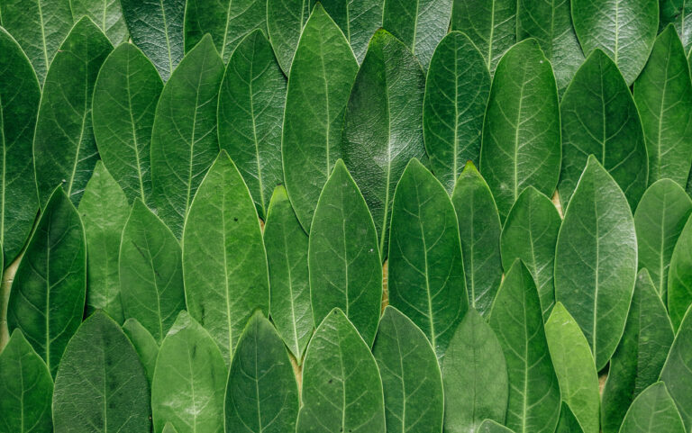 A uniform arrangement of overlapping green leaves, symbolizing unity, integration, and the interconnected nature of holistic care.